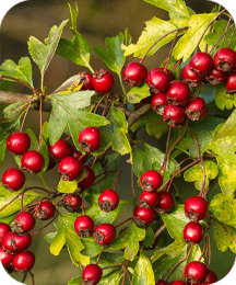 Hawthorn Berries